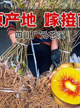 正宗嫁接猕猴桃树果苗红心绿心黄心软枣奇异果树苗室内庭院种植