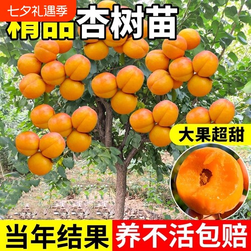嫁接杏树果苗庭院果树特大早熟