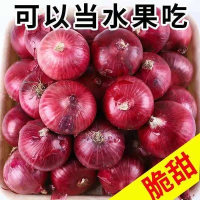 河南紫皮洋葱农家新鲜现挖5斤水果洋葱圆葱生吃脆甜不辣应季蔬菜