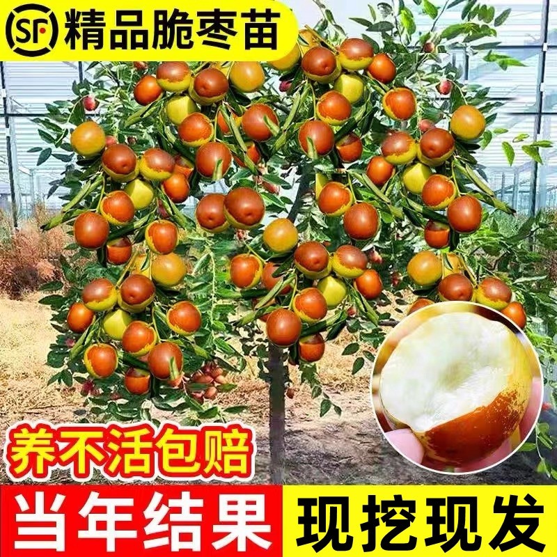 枣树活苗特大冬枣嫁接特大北方南方种植庭院葫芦枣树果树果苗盆栽,鲜花速递/花卉仿真/绿植园艺,果树,淘宝优惠券,粉丝福利购,淘宝优惠卷