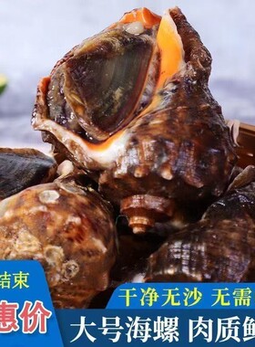 海螺鲜活特大新鲜海捕超大号响螺带黄贝类海鲜水产大全3斤装生鲜