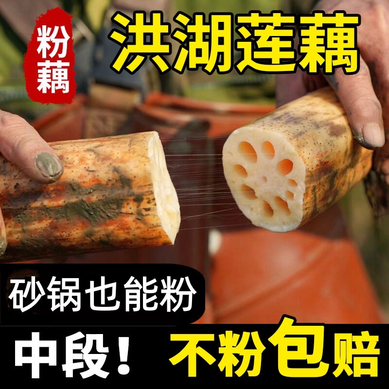 湖北洪湖莲藕新鲜现挖煲汤粉藕甜图片