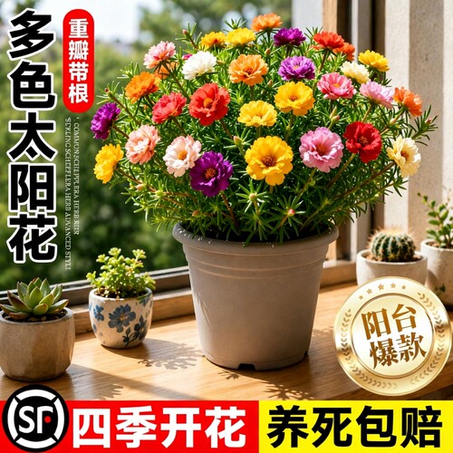 太阳花盆栽四季开花带根好养易活阳台庭院室内室外绿植花卉苗重瓣