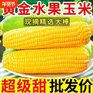 广西现摘大纯黄甜玉米水果玉米5斤粘糯甜苞谷非金银云南9当季普通