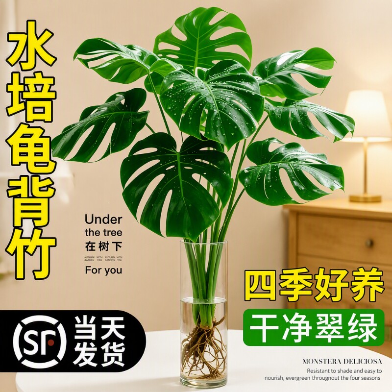 老桩大叶龟背竹开背盆栽水培图片