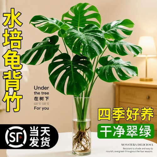 老桩大叶龟背竹开背盆栽水培