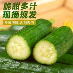 新鲜现摘水果小黄瓜嫩青瓜生吃蘸酱脆甜无刺小青瓜清甜香脆