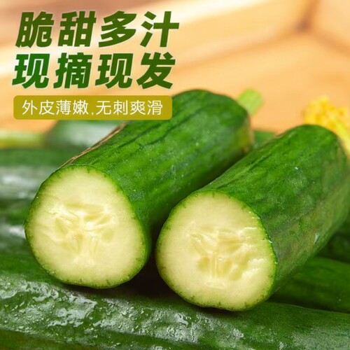新鲜现摘水果小黄瓜嫩青瓜生吃蘸酱脆甜无刺小青瓜清甜香脆