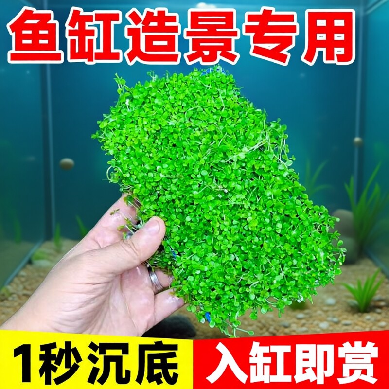 爬地矮珍珠水草日本趴地矮珍珠植物生态鱼缸造景专用草坪净化水质