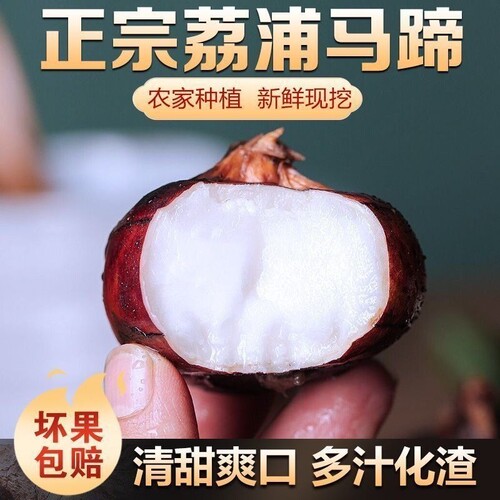 新客立减广西马蹄荸荠高产家庭种植农家种植苗户外新鲜大果