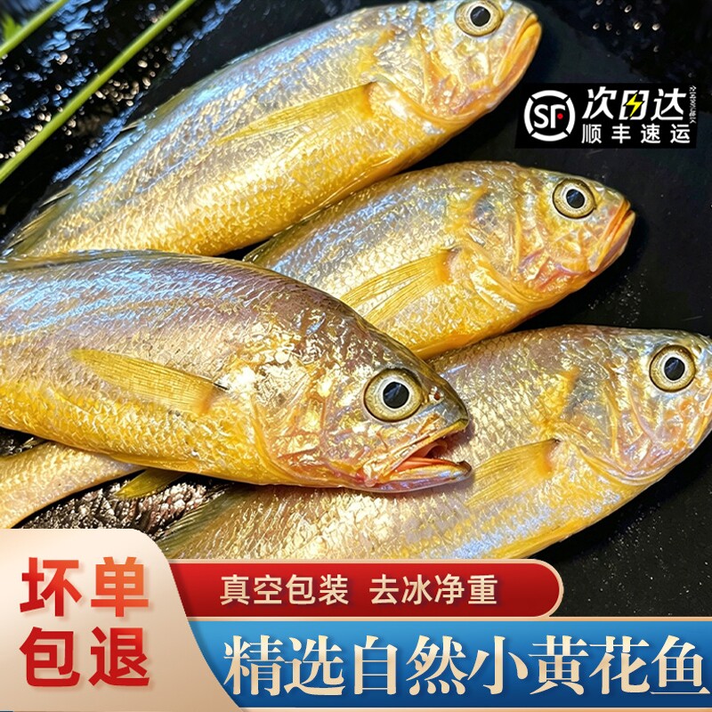 舟山小黄花鱼烧烤专用冰鲜野生深海鲜活黄鱼新鲜冷冻整箱商用批发