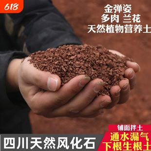 四川天然风化石颗粒金弹子专用土种植营养土多肉兰花盆景生根土壤
