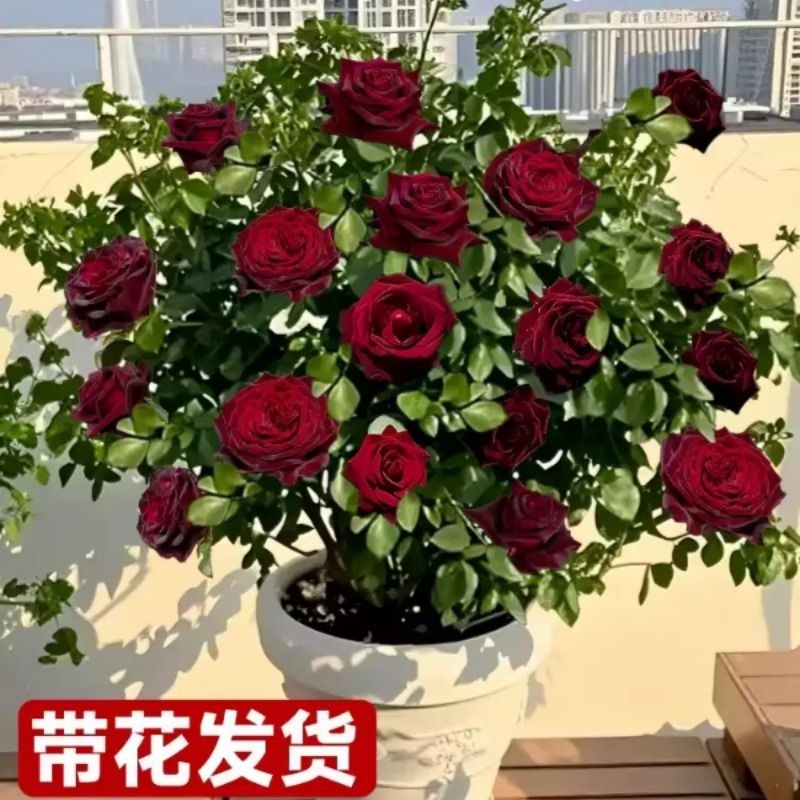 黑巴克月季花苗玫瑰花树苗老桩盆栽四季花卉带花苞浓香阳台果汁