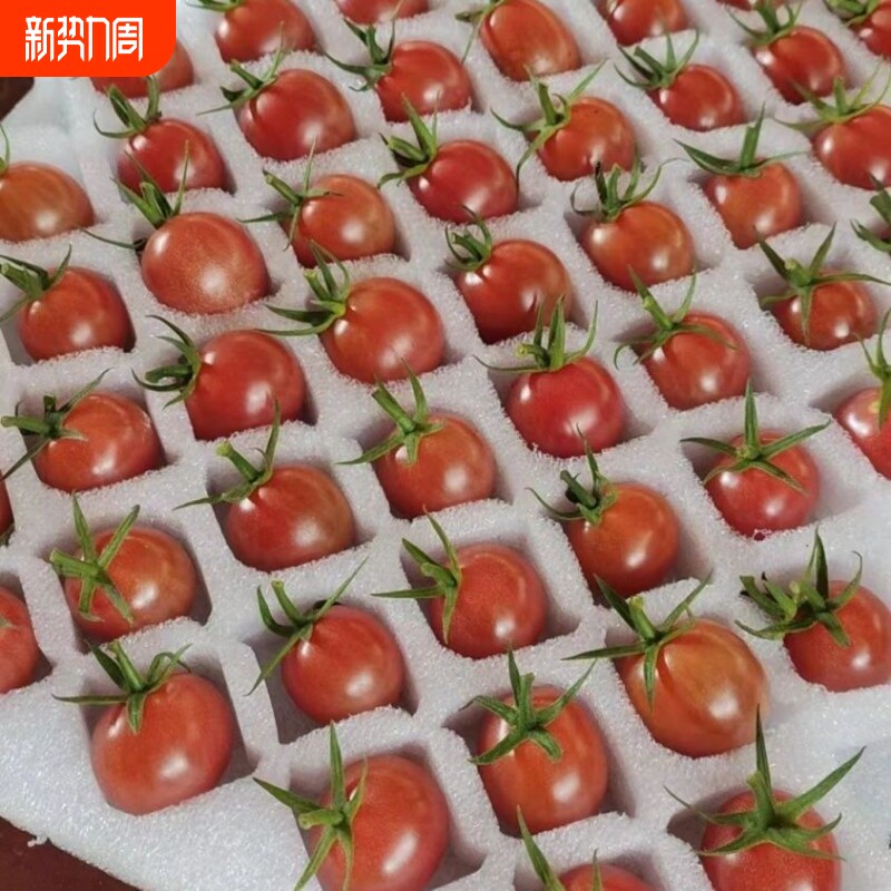 【广东正宗电白千禧】冰糖圣女果应季蔬菜新鲜孕妇水果樱桃小番茄