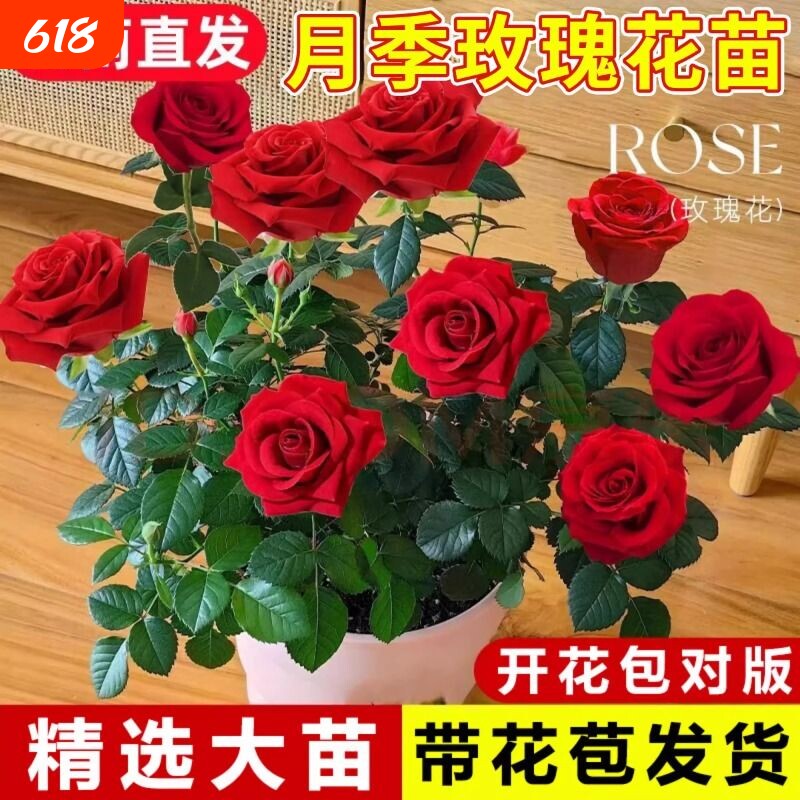 月季玫瑰花苗带花苞浓香特大鲜花卉绿植物蔷薇花盆栽开花大花室内