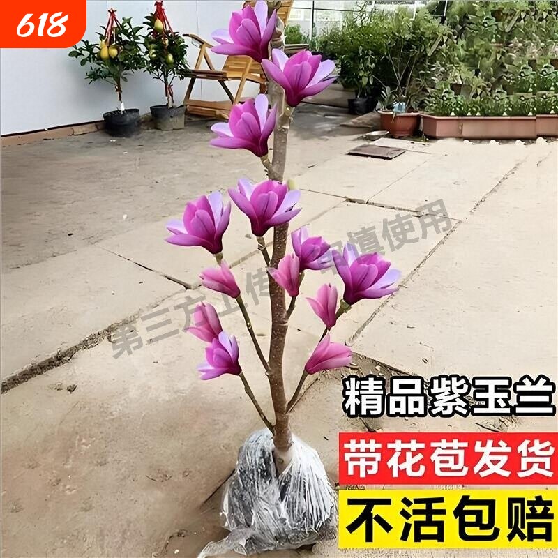 带花苞矮化玉兰花树苗盆栽地栽盆景红粉紫玉兰花阳台庭院耐寒花卉