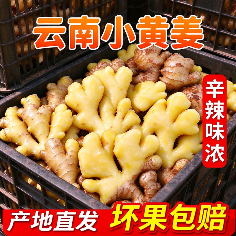 正宗小黄姜嫩姜仔新鲜生姜姜芽土黄姜种子姜月子云南食用姜农家