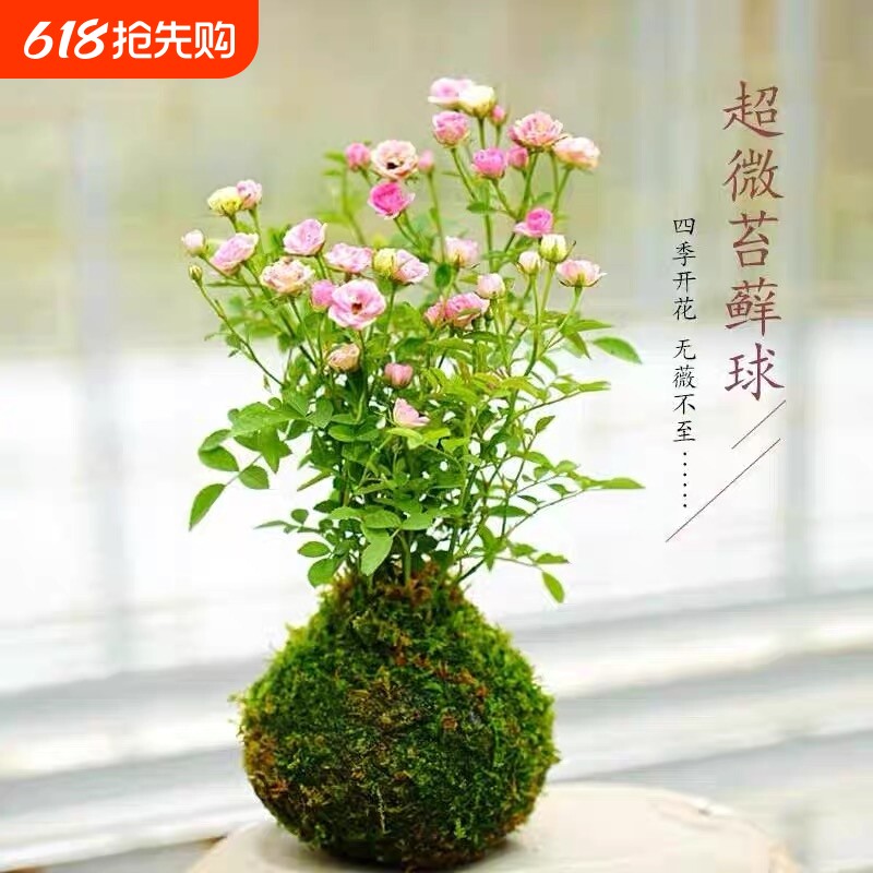 带花苞四季开花迷你超微型苔藓球水培姬月季办公桌面鲜花绿植花卉