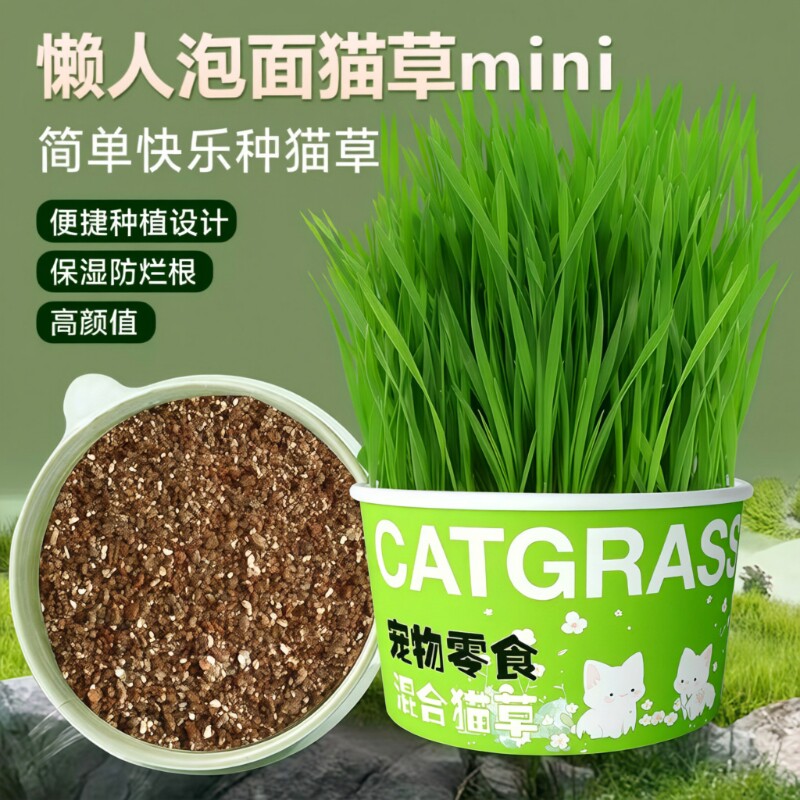 懒人泡面猫草盆栽猫草种子无土水培天然种植化毛磨牙洁齿猫咪零食