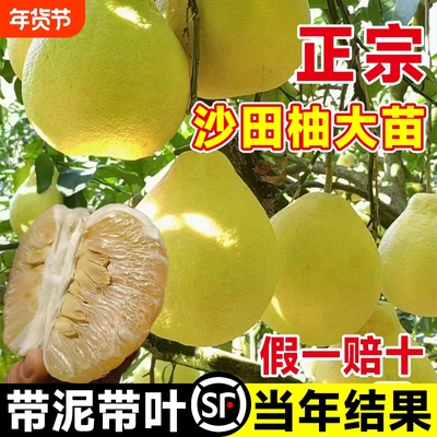 广西容县沙田柚子树苗