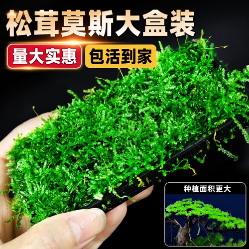 莫斯盒鱼缸造景|超2000次加购