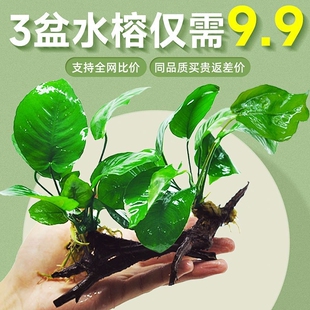 阴性水草植物真草净水懒人好养水榕沉木大叶榕皇冠鱼缸生态造景