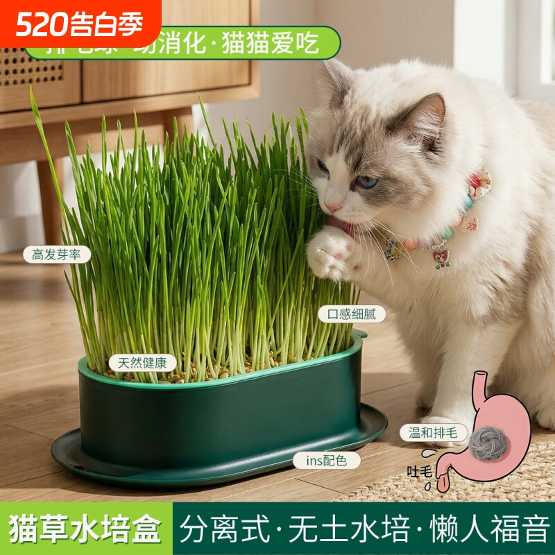 水培小麦猫草即食盆栽猫咪盒子零食懒人毛球无土自种可食用草