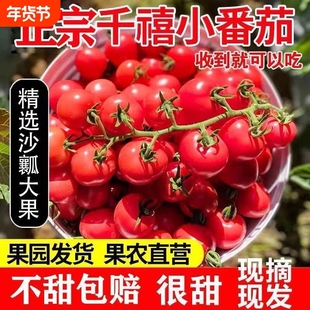 【只卖正宗千禧果】新鲜采摘千禧小番茄圣女果西红柿新鲜水果超甜