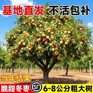 枣树活苗超甜大枣特大沾化冬枣带土球南北方耐寒种植庭院地栽果树