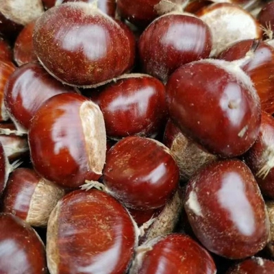 栗仟帆迁西生鲜板栗油栗