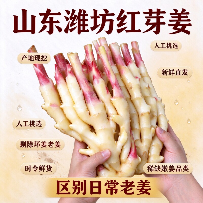 山东潍坊红芽姜产地现挖现发新鲜直发时令鲜货脆嫩爽口肉质饱满