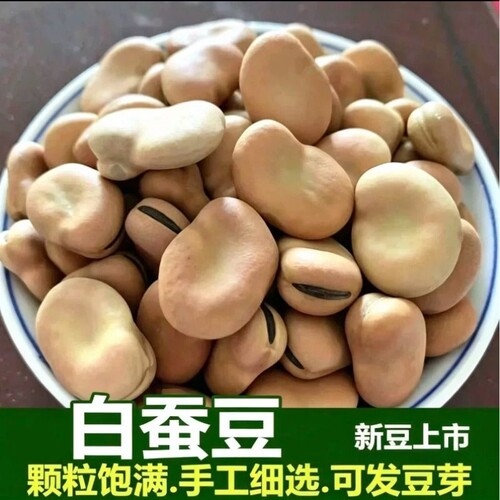 白蚕豆50g干货生大粒生干蚕豆特产胡豆生蚕豆农家佛豆生白皮