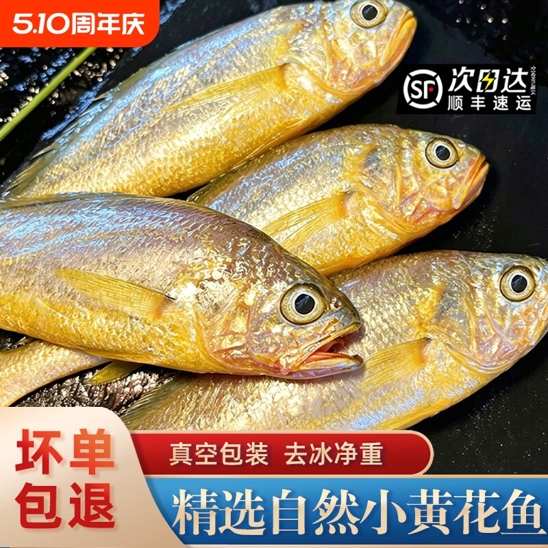 舟山小黄花鱼烧烤专用冰鲜野生深海鲜活黄鱼新鲜冷冻整箱商用批发