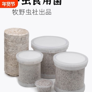 牧野虫社甲虫秀珍云芝菌瓶菌包独角仙锹甲幼虫巴拉望苏门答腊巨扁