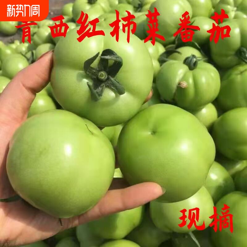 青番茄新鲜现摘未成熟绿番茄炒菜蔬菜现摘现发青脆爽口酸味适中