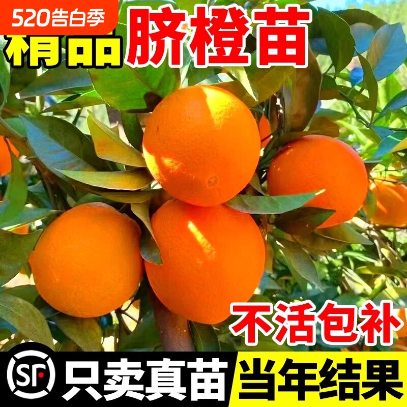 赣南脐橙树苗果冻橙子果树果苗当年结果沃柑大桔子盆栽南方种植