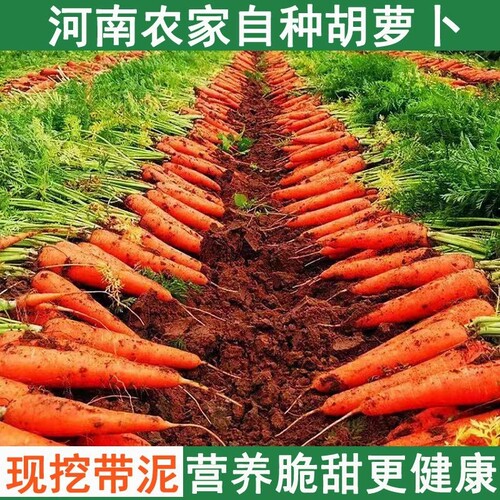 河南胡萝卜新鲜现挖营养健康脆甜