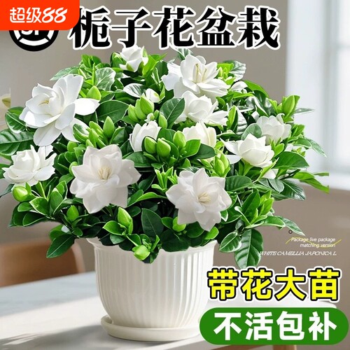 大盆栀子花盆栽四季开花树苗带花苞浓香型大叶独杆枝花水培绿植物