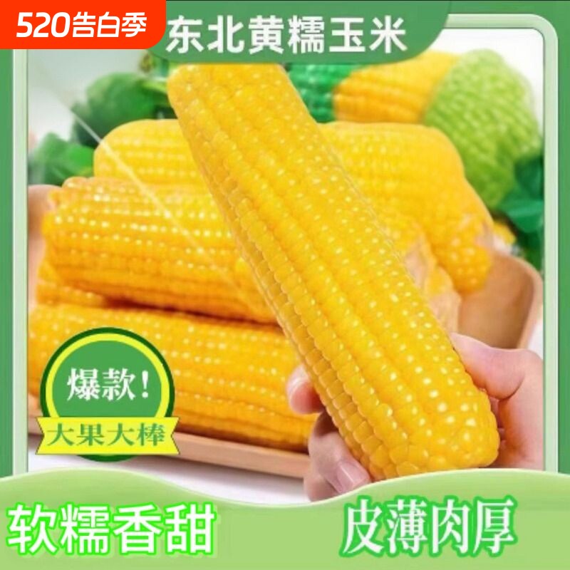 当季新黄糯玉米正宗东北黄糯玉米棒苞米真空包装黄粘玉米加热早餐