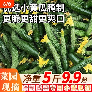 山东现摘新鲜小黄瓜扭农家自种小黄瓜仔腌制蔬菜嫩黄瓜妞酱瓜5斤