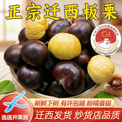 栗仟帆迁西生鲜板栗河北燕山板栗