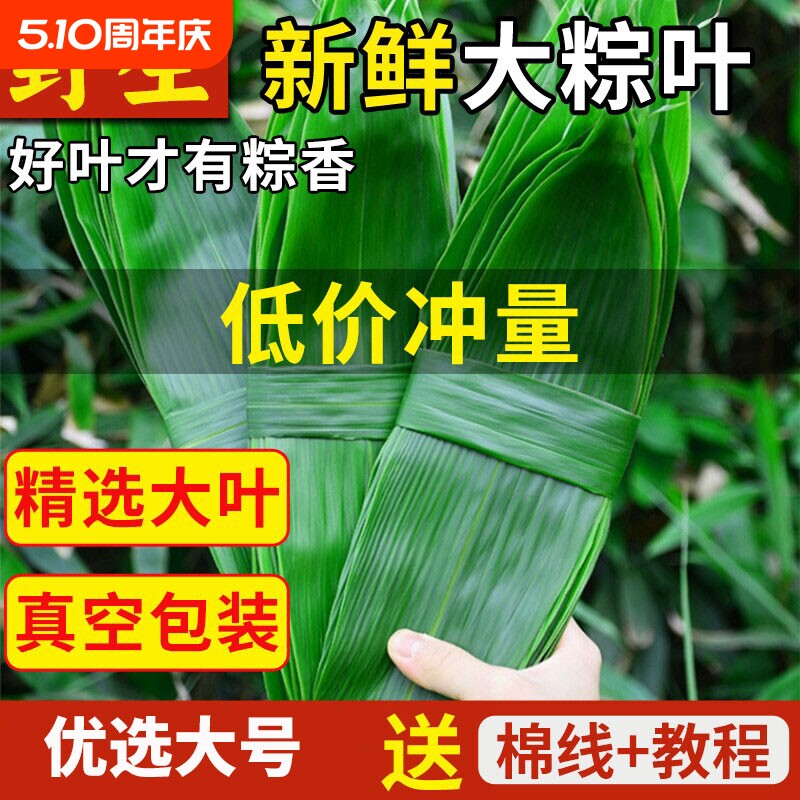 粽叶新鲜粽子叶包粽子专用大粽叶天然野生现摘箬叶真空装粽叶批发
