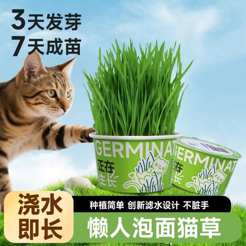 猫草小麦猫草懒人泡面滤水设计