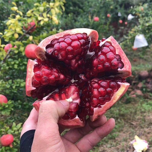 石榴树苗突尼斯软籽石榴苗大红袍特大树盆栽地栽南北方种植果树苗