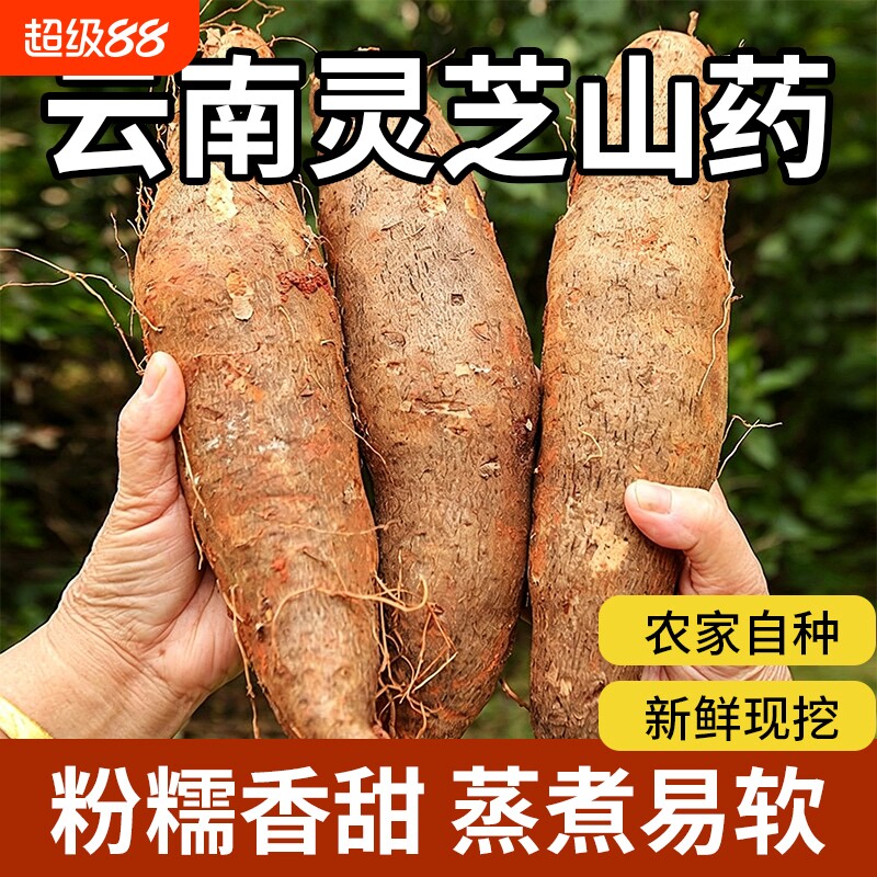 云南特产灵芝山药农家自产地现挖新鲜蔬菜炖汤粗大糯米当季时令