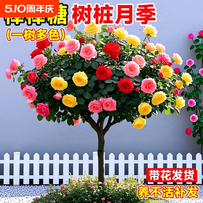棒棒糖树桩月季花苗特大四季花卉老桩玫瑰花树苗开花阳台果汁彩虹