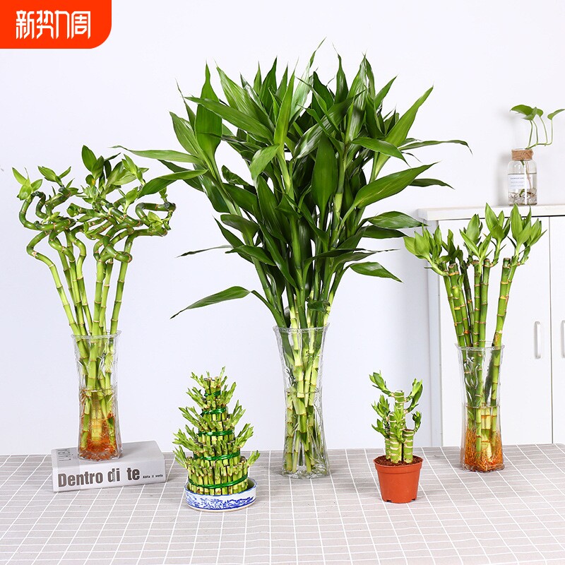 富贵竹水培植物盆栽花卉绿植室内花客厅水养绿萝大叶转运竹节节高