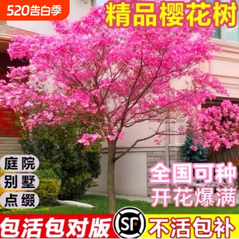 樱花树苗庭院大树日本晚樱南北方种植花卉盆栽风景树关山吉野带花
