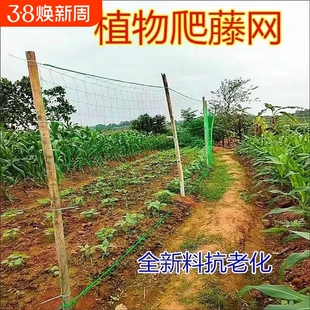 植物爬藤网攀援网园艺搭架网瓜果丝瓜苦瓜月季藤蔓花卉攀爬种植网