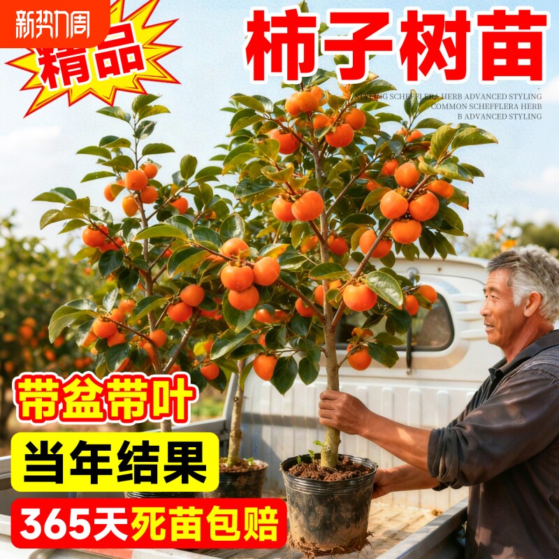 柿子树苗嫁接脆甜柿子苗当年结果南方北方庭院盆栽地栽果树苗正宗